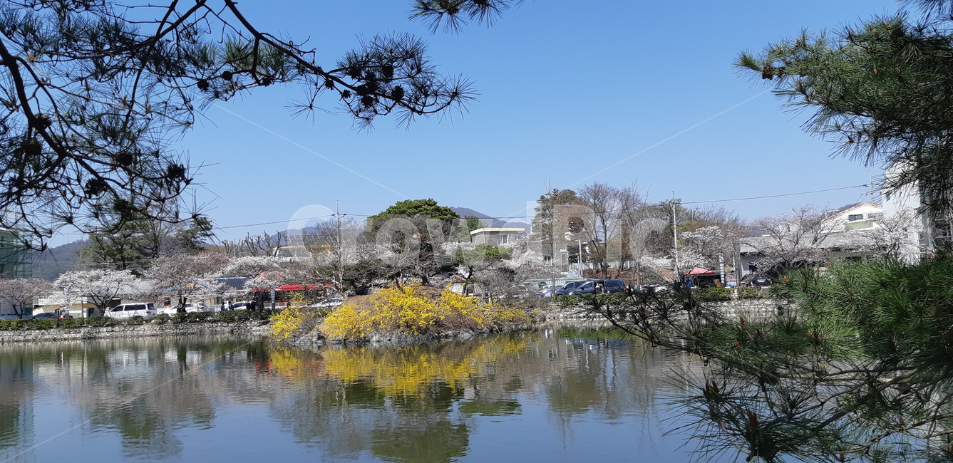 풍경,봄,꽃,연못,landscape,spring,flower,pond,자연,풍경,nature,landscape,water,물,land,땅,outdoors,옥외