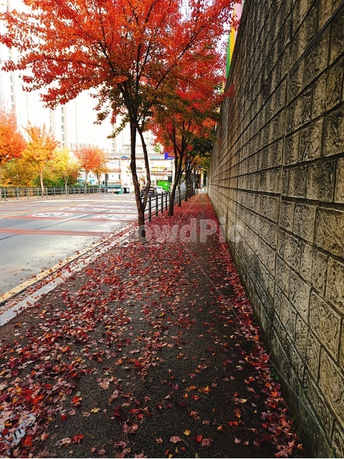 낙엽,거리,낙엽거리,비온거리,돌담길