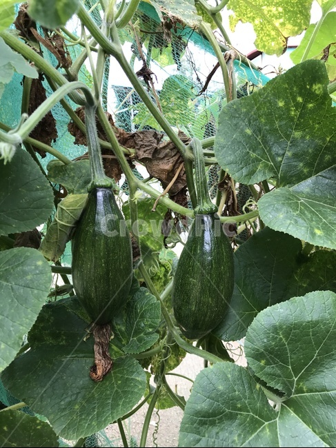 호박,자연,시골,농촌,농업,농산물,식물,자연,plants,nature,채소,야채,vegetables,산업,industry,industrial,농업,농사,agriculture,farming,farming industry