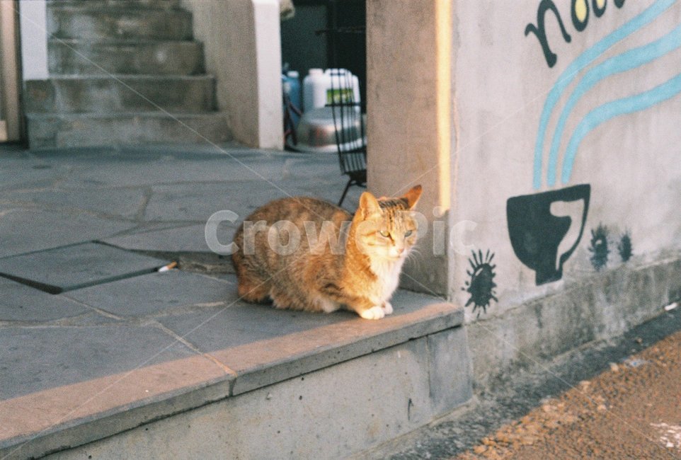고양이,골목,풍경,월정리,제주,일상,하루,여행,필름카메라,동물,animal,포유류,mammal,고양이,cat,kitten,kitty