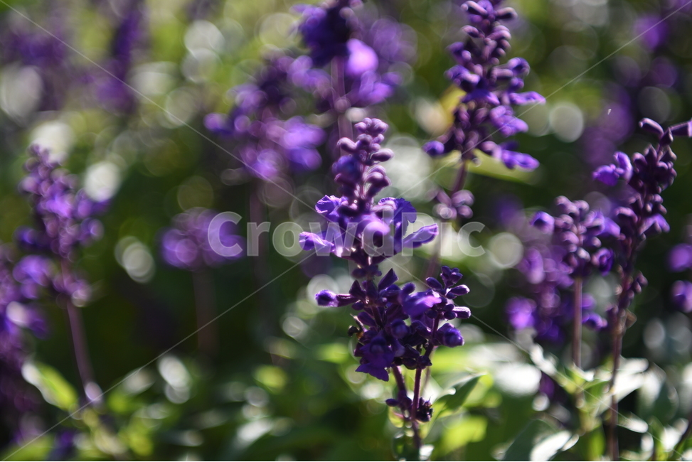 라벤더,꽃,보라색,정원,라벤더꽃,식물,자연,plants,nature,꽃,flower