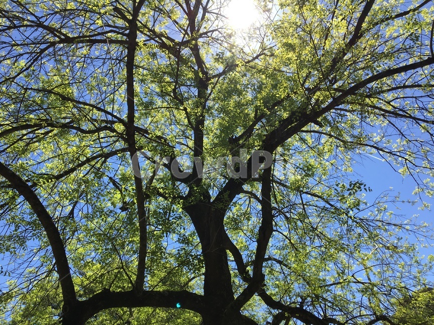 나무,하늘,초록색,햇빛,trees,sky,green,sunlight