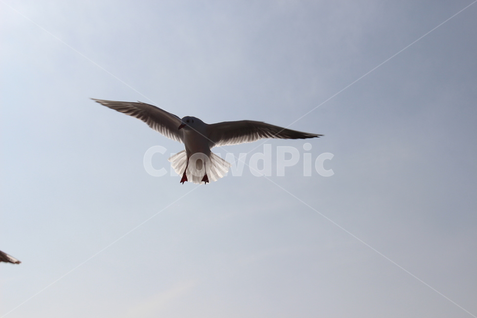 갈매기,조류,새,fly,bird