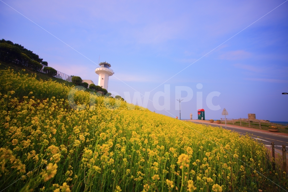 울산,간절곶,등대,개나리,해맞이공원,우체통,자연,풍경,nature,landscape,봄,계절,spring,season,등대,lighthouse,색깔,색상,색채,색감,color sense,color sensitivity,feeling of color,grassland,목초지,outdoors,옥외,field,들,rural,농촌,farm,농장,meadow,building,건물