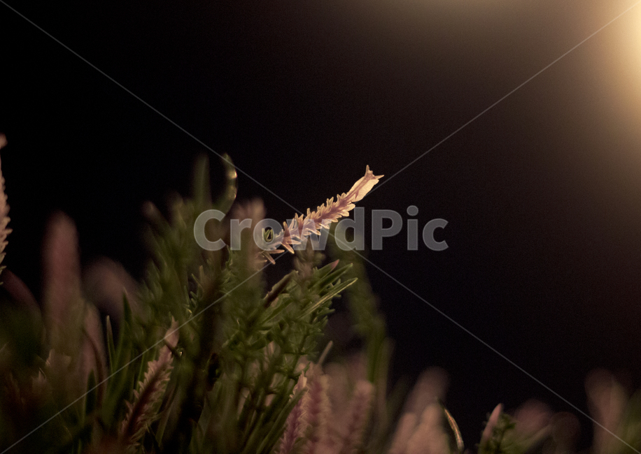 보케,꽃,식물,아웃포커싱,빛망울,식물,자연,plants,nature,꽃,flower