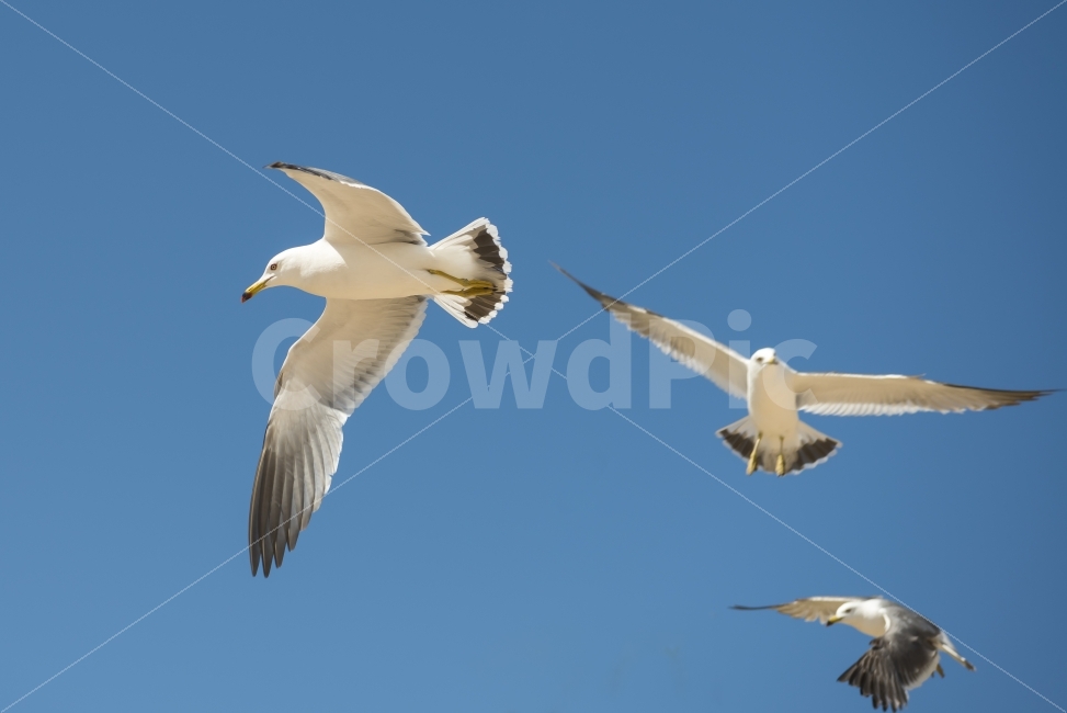 갈매기,하늘,날다,날개,푸른하늘,스카이,동물,새,sky,animal,gulls,bird,wings,fly,skyblue,blue,nature,동물,animal,조류,새,birds