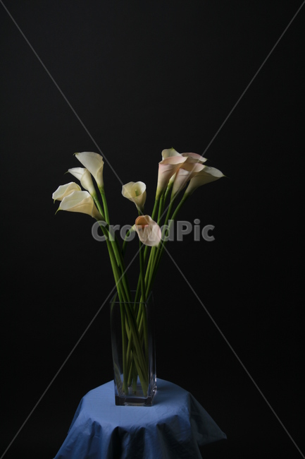 식물,꽃,칼라,꽃잎,고운,부드러운,실내용화초,화분,화초,house plant