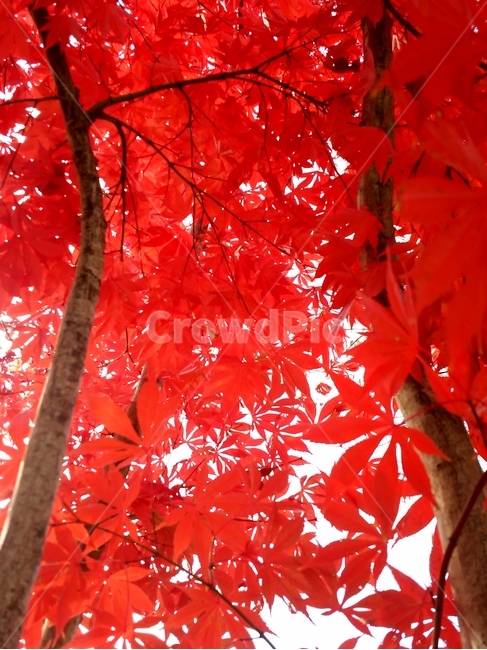잎,식물,나무,단풍,tree,maple,leaf,plant