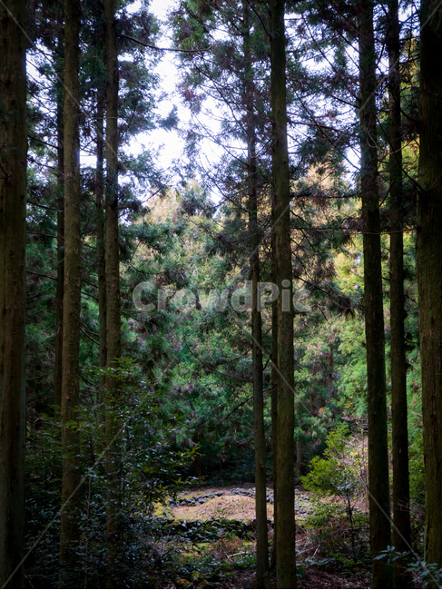 산담,무덤,산소,제주문화,장례,funeral,jejuculture,culture,sandam,woods,wood,crave,jeju,jejudo,vegetation,초목,outdoors,옥외,woodland,삼림지,forest,숲,nature,자연,작은숲,grove,풍경,scenery,사려니숲길,treetrunk,나무,tree,식물,plant,나무줄기