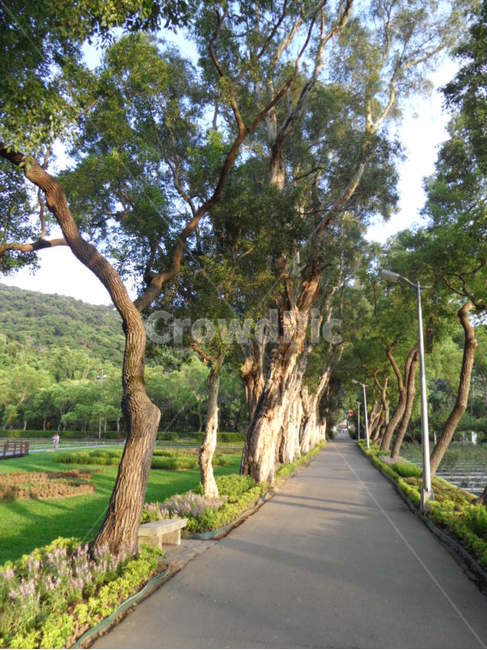 나무,정원,식물,자연,풀,자연,풍경,nature,landscape,garden,outdoors,옥외,arbour,정자,tree,plant