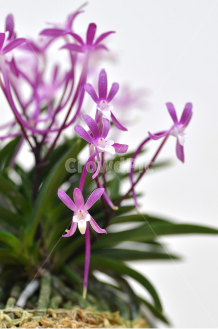 풍란,風蘭,난초,야생란,꽃,식물,자연,plants,nature,꽃,flower