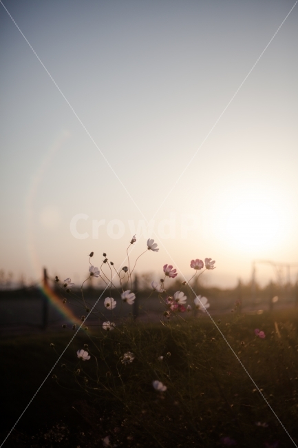 감성,코스모스,노을,하늘,꽃,플레어,무지개,가을,계절,fall,autumn,season,식물,자연,plants,nature,꽃,flower,감성,sensible,feeling,light,빛,flare,sunlight,햇빛