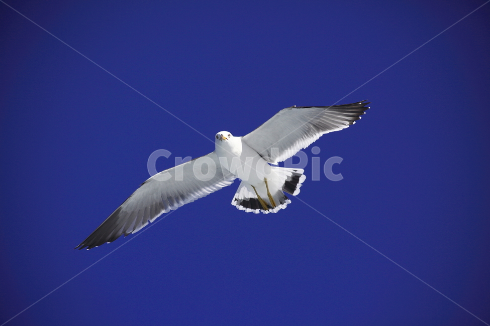 갈매기,바다새,대형조류,commongull,mewgull,laruscrassirostris,괭이갈매기,동물,animal,조류,새,birds