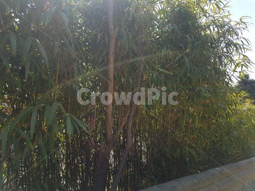 대나무,대나무족,벼목,등죽,대나무숲,죽림,햇빛,sunshine,식물,자연,plants,nature,나무,trees,wood