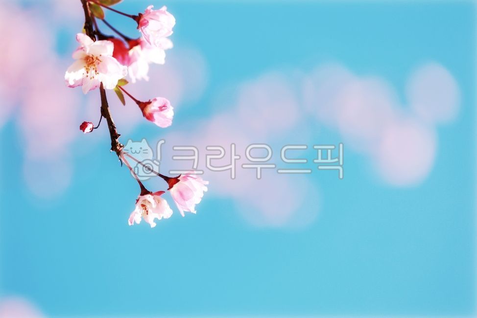 봄,봄이미지,감성이미지,꽃사과,꽃보케,핑크,봄색감,spring,springimage,crabapple,appletree,pink,bokeh
