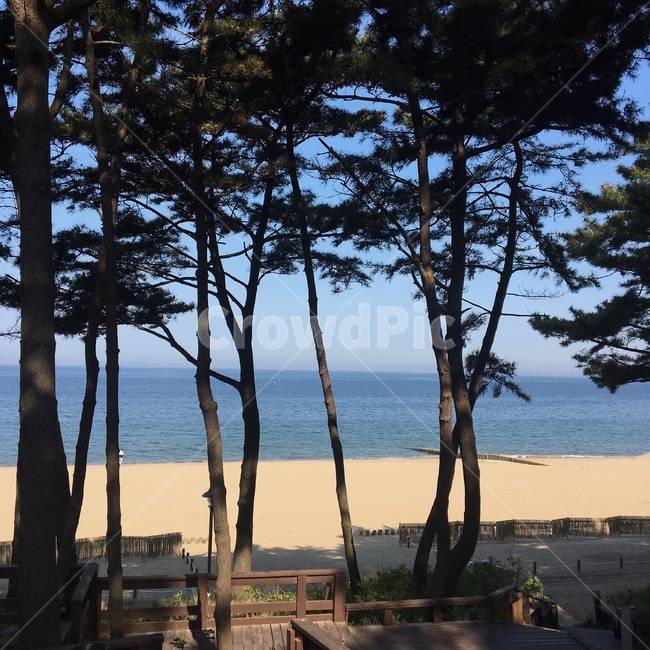 자연,나무,소나무,바다,해변,안면도,낮,여유