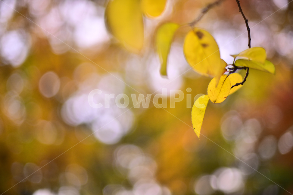 가을,단풍,잎새,노랑색,보케,빛망울,플레어,bokeh,flare,yellow,leaf,잎,plant,식물,가을배경,가을분위기,시즌,계절,아웃도어,옥외,야외,season,autumn,fall,가을,계절,fall,autumn,season