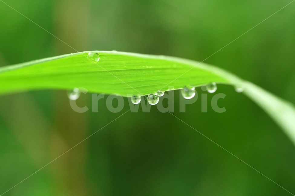 물방울,빗방울,이슬,식물,이파리,자연,비,비온후,아침,흐림,nature,waterdrop,raindrop,빗물,풀,풀잎,유리,구슬,투명한,투명,유리구슬,싱그러운,싱그럽다,싱싱한,싱싱하다,물기,수분,축축한,축축하다,축축,젖은,젖다,한국자연,한국의자연,snap,snapshot,스냅,스냅사진,스넵,스넵사진,풍경,landscape,시골,country,비,비오는날,rain,rainy,식물,자연,plants,nature