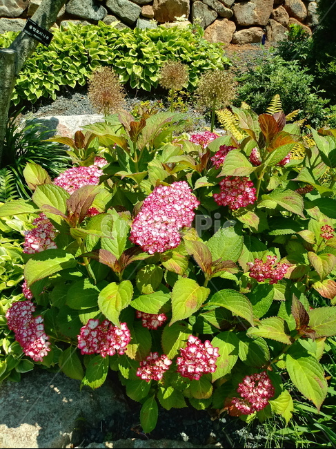 수국,자양화,간판수국,아탑수구,나무,꽃,마른꽃,식물