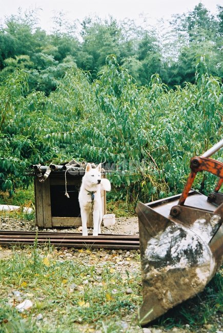 개,시골개,진돗개,시골,시골풍경,동물,animal,포유류,mammal,개,강아지,dog,doggy