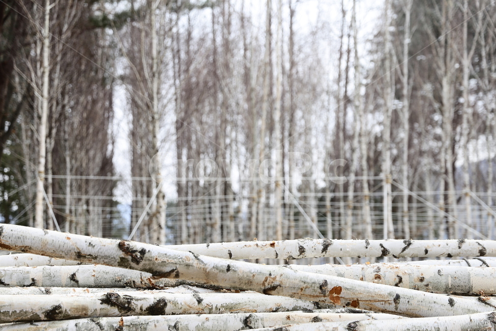 자작나무,겨울,숲,자연,화이트,나무,정원,공원,겨울,계절,winter,season,자연,풍경,nature,landscape,식물,plants,나무,trees,wood,tree,plant