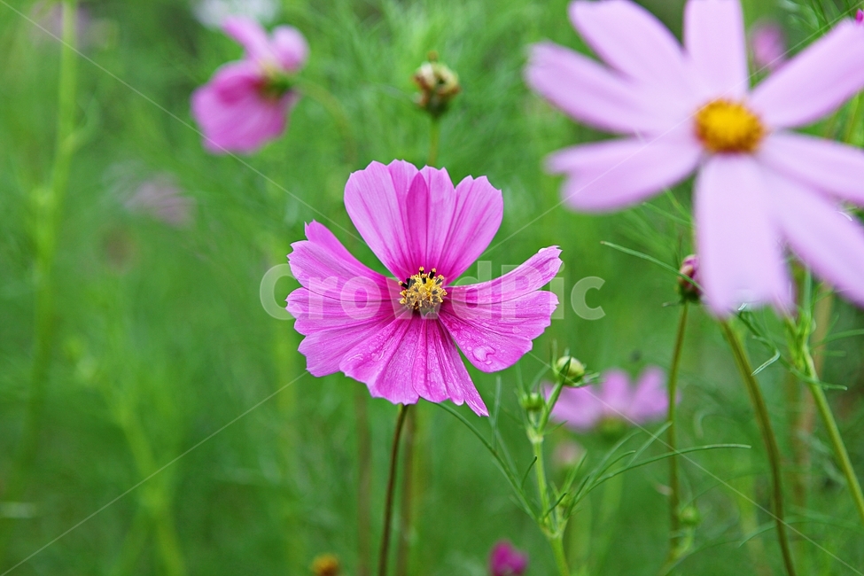 코스모스,꽃,꽃잎,들꽃,식물,가을꽃,가을,공원,자연,식물,자연,plants,nature,꽃,flower