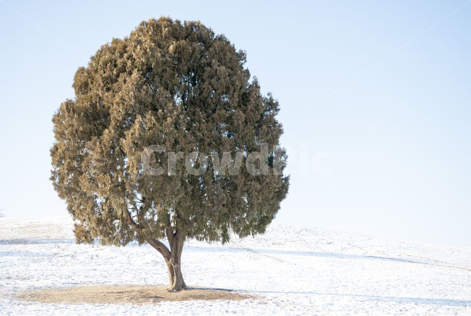 Olympic Park,seoul,Alone tree,outcast tree,winter