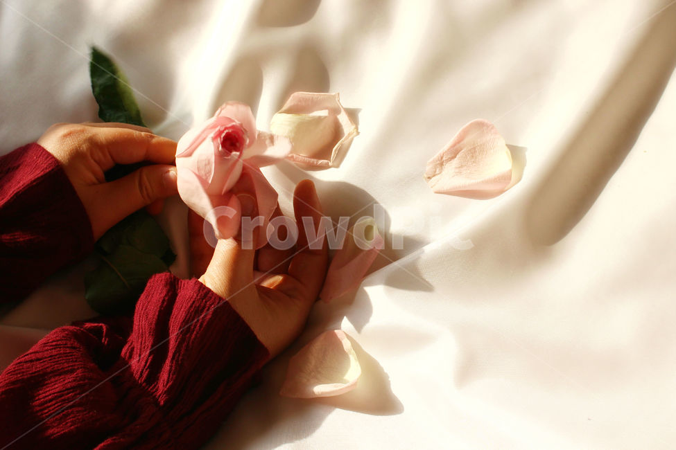 색감,손,사람,감성사진,자연,꽃,장미,잎,꽃잎,flower,nature,red,color,장미잎,사람,인물,인간,human,person,신체일부,몸,body,감성,sensible,feeling,휴식,힐링,rest,relaxation,healing