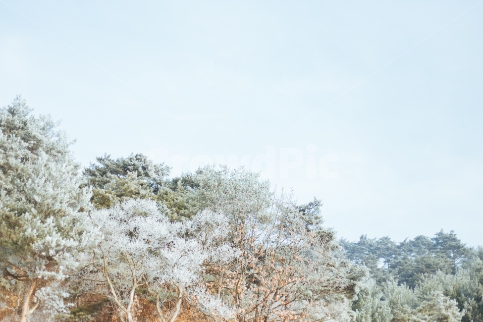 인제,눈,강원도,산,풍경,자연사진,풍경사진,설경,등산,겨울,겨울산,겨울,계절,winter,season,자연,풍경,nature,landscape,tree,나무,plant,식물,outdoors,옥외