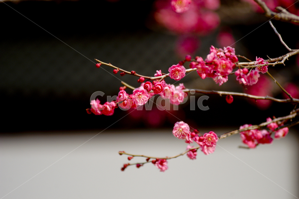 plant,꽃잎,petal,식물,blossom,꽃,flower,매화,봄,계절,spring,season