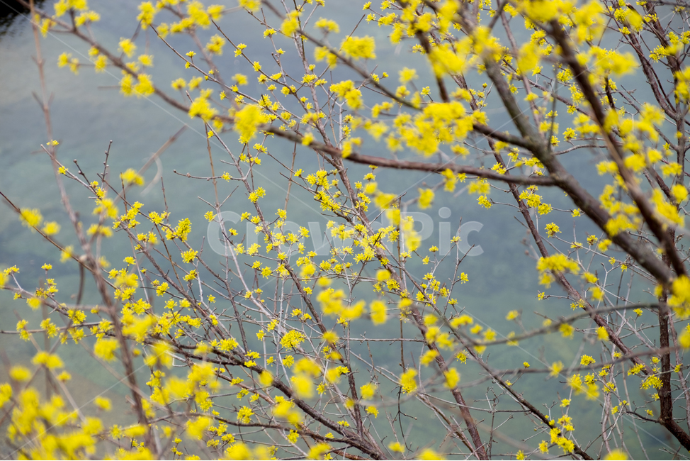 산수유,산수유꽃,풍경,봄,자연,계절,spring,season,식물,나무