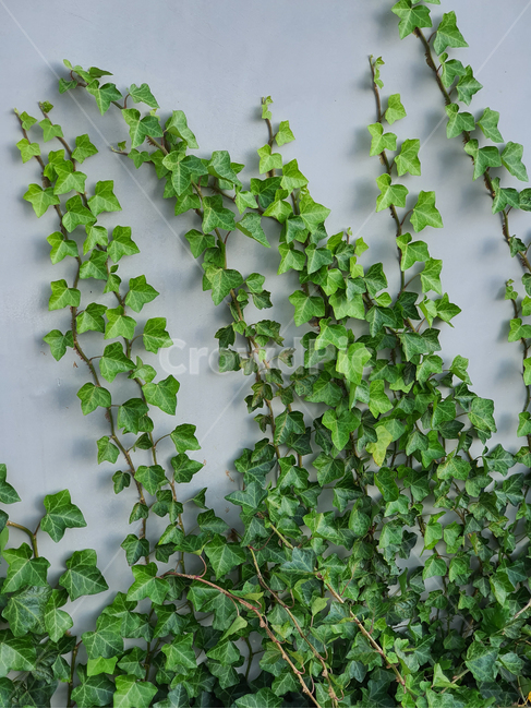 plant,식물,덩굴,넝쿨,넝쿨식물,vine,덩굴식물,벽,초록,엉키다,녹색,실록,담쟁이,선명한,색상,싱싱한,신선한,자연,담장,나뭇잎,공원,야외,풍성한,배경,백그라운드,background,식물,자연,plants,nature