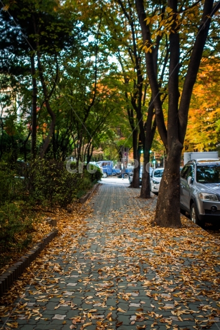 가을,계절,낙엽,길,낙엽길,가을,계절,fall,autumn,season,plant,식물,tree,나무,path,통로,tree trunk,나무 줄기,car,차,vehicle,차량,transportation,교통,automobile,자동차