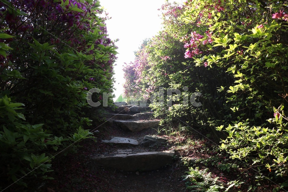 몽환,계단,길,산,계단길,자연,풍경,nature,landscape
