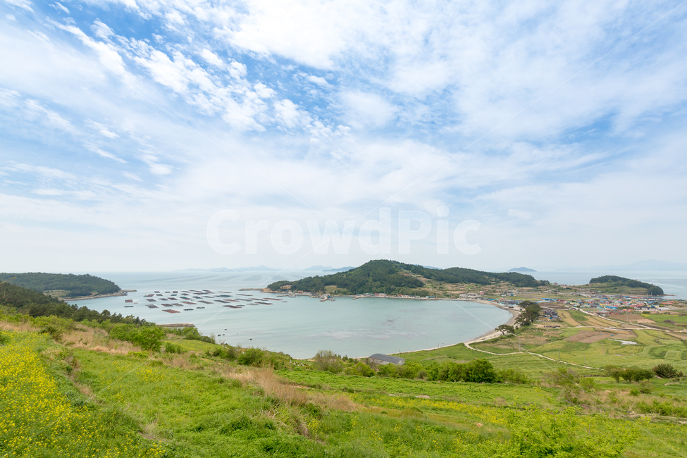 청산도,유채꽃,유채꽃밭,섬,바다,자연,풍경,nature,landscape,land,땅,outdoors,옥외,shoreline,해안선,water,물,ocean,대양,sea,promontory,곶,coast,연안