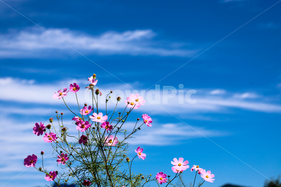 코스모스,꽃,하늘,자연,cosmos,flower,nature,sky,푸른하늘,식물,자연,plants,nature,꽃,flower