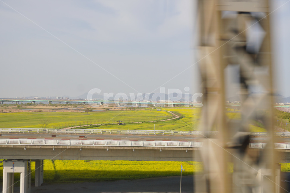 road,freeway,도로,꽃,유채꽃