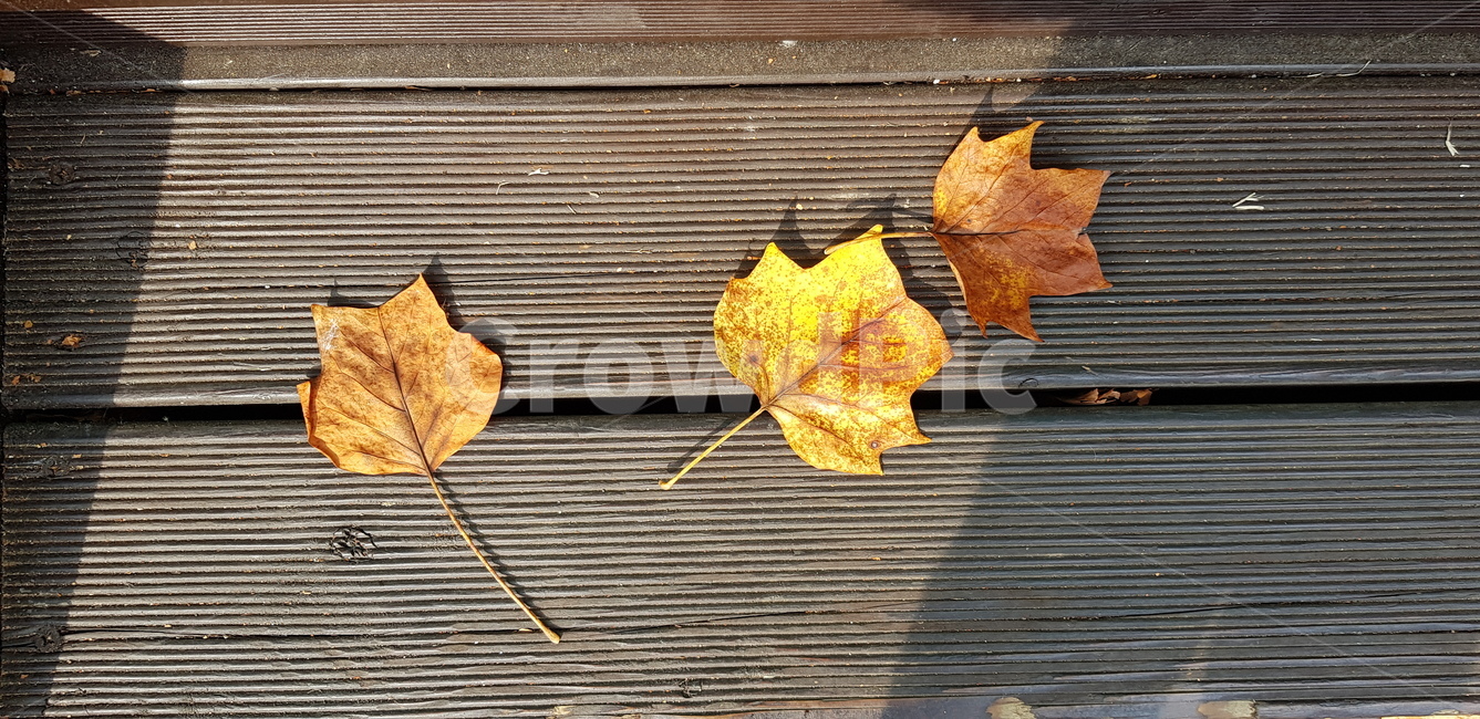 단풍,낙엽,가을,나무잎,나무,계절,노랑,갈색,브라운,마른잎,잎,식물,단풍잎,maple,plant,leaf