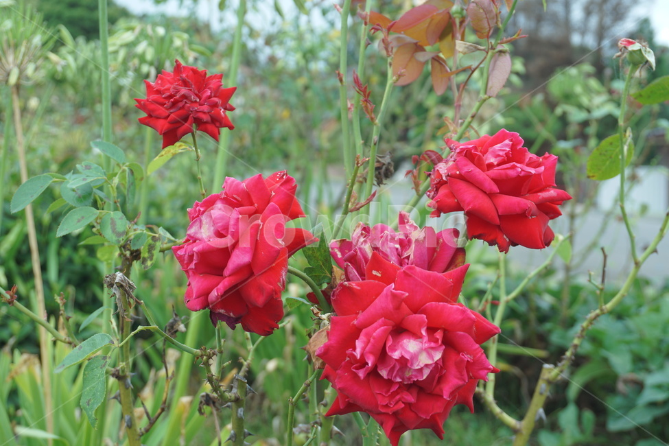 flower,꽃,식물,plant,빨간꽃,식물,자연,plants,nature,꽃,flower