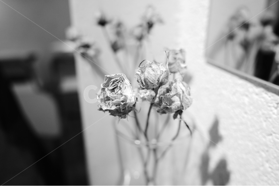 카페,이쁜카페,꽃,말린꽃,화병,식물,자연,plants,nature,꽃,flower,실내용화초,화분,화초,house plant,감성,sensible,feeling,흑백,모노톤,monochrome,black and white,인테리어,실내디자인,interior design