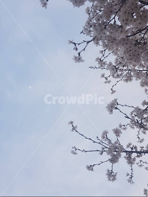 벚꽃,하늘,풍경,구름,배경