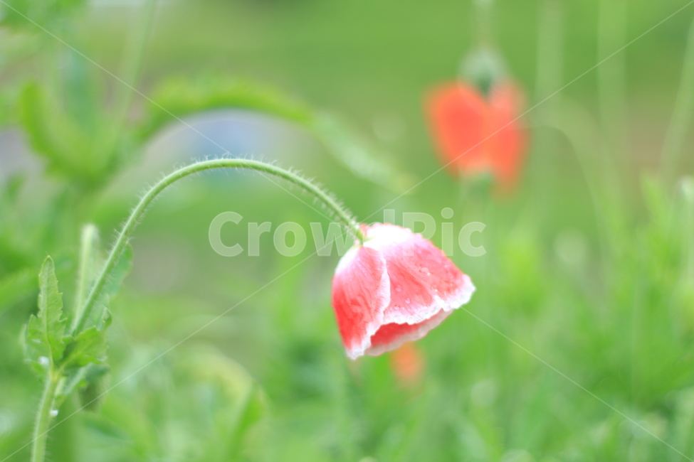 여름,시작,양귀비,위로,꽃,식물,자연,plants,nature,꽃,flower