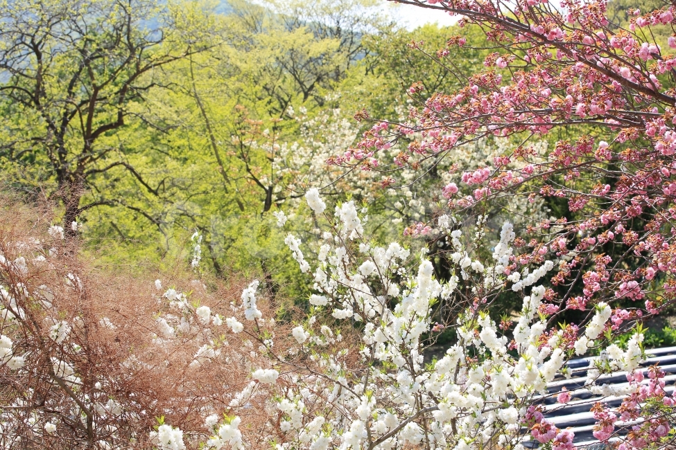 감성,봄,분위기,꽃,벚꽃,데일리,풍경,사진,웹,포토,배경,사찰,자연,풍경,nature,landscape,봄,계절,spring,season,plant,식물