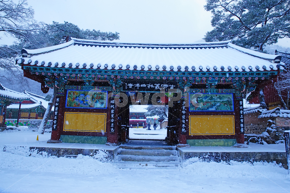 겨울,설경,사찰,백양사,눈