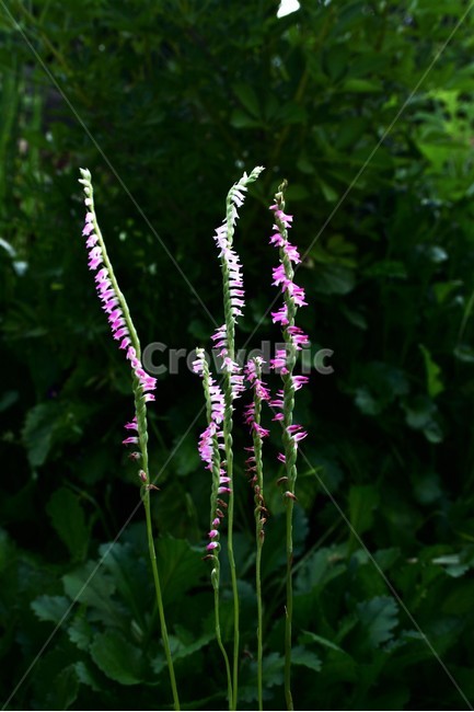 타래난초,난초과,여러해살이풀,타래,완초,야생화,식물,자연,plants,nature,꽃,flower