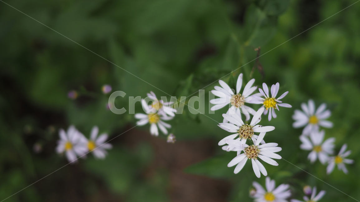 야생화,꽃,color,wildflower,flower