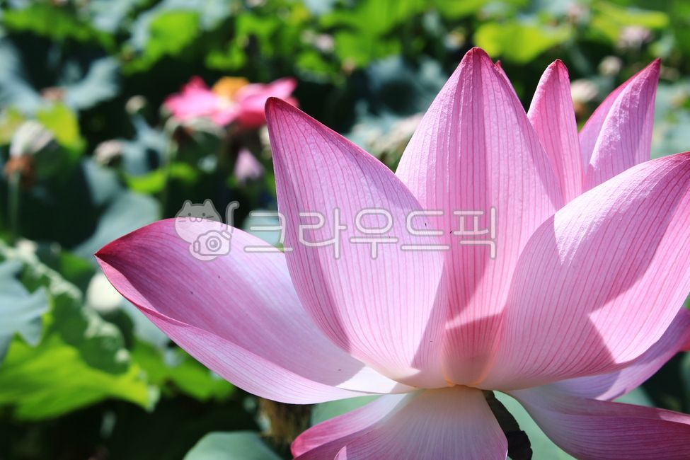 연꽃,연꽃밭,연잎,연못,자연감성,자연배경,꽃감성