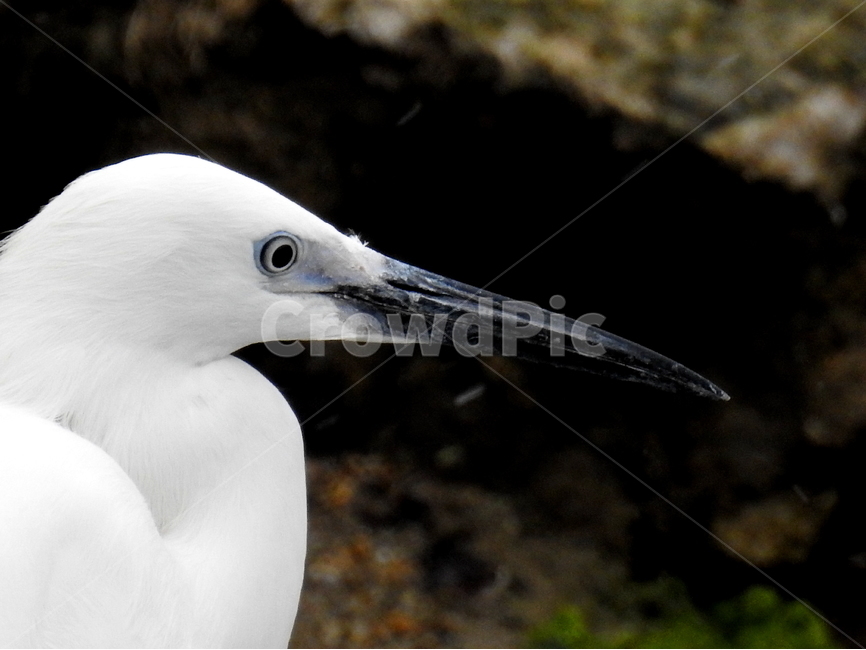 동물,새,조류,외가리,물새,동물,animal,조류,새,birds