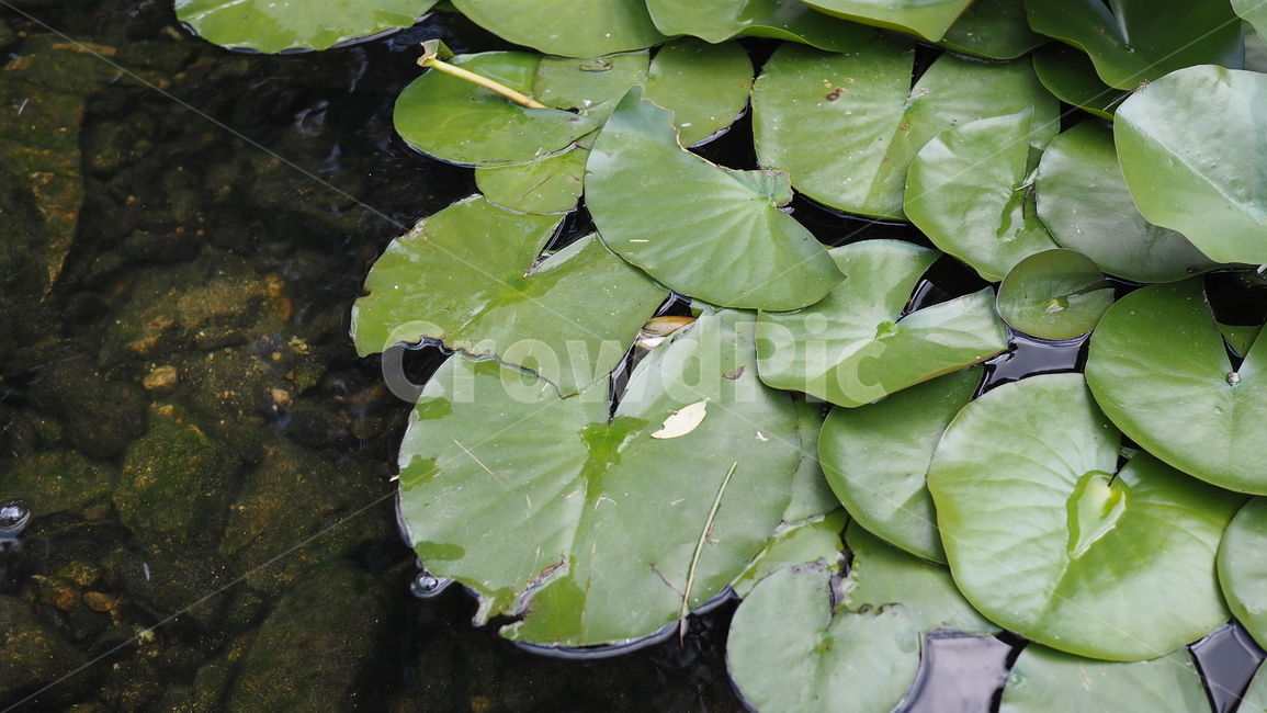 연잎,개울,물,잎사귀,lotus