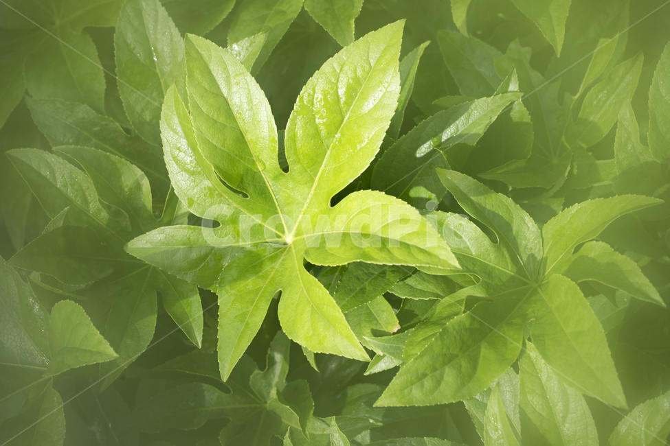 잎,잎사귀,팔손이,팔손이나무,큰잎,잎파리,초록색,식물,자연,관상용,싱그러운,싱그러움,실내,재배